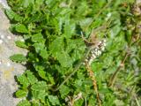 P1050514-Weisse-Silberwurz.jpg