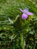 P1070683-Feld-Fransenenzian.jpg