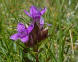 P1070748-Feld-Fransenenzian.jpg