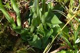 P1100184HerbstWendelorchisBlattrosette.jpg