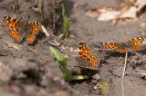 P1108625-_Landkaertchen_Sommer_PS.jpg