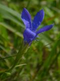 P1120645-Gew-Fransen-Enzian.jpg