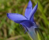 P1120658-Gew-Fransen-Enzian-1.jpg