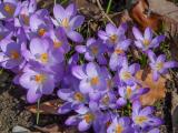 P1180314-Garten-Krokus.jpg