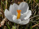 P1180315-Garten-Krokus.jpg