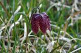 P1190261Schachblume.jpg