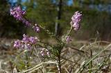 P1200155SchneeHeide.jpg