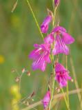 P1210429-Sumpf-Gladiole.jpg