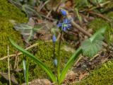 P1220201-Sibirischer-Blaustern.jpg