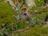 P1220204-Sibirischer-Blaustern.jpg