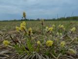 P1230310-Erd-Segge.jpg