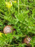 P1270218-Hain-Baenderschnecke-PS.jpg