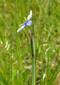 P1280300Blauaugengras.jpg