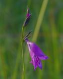 P1300944-Sumpf-Gladiole.jpg