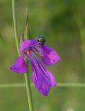 P1300981-Sumpf-Gladiole.jpg