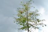 P1310085-Fruehlings-Wollafter-Gespinste-PS.jpg