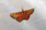 P1310454-Schlehenspanner-2-PS.jpg