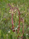 P1310662-Alpen-Pestwurz.jpg