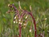 P1310663-Alpen-Pestwurz.jpg