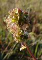 P1320353KleinerWiesenknopf2.jpg
