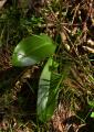 P1320419WeisseWaldhyazintheBlaetter2.jpg