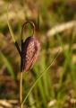 P1320691Schachblume.jpg