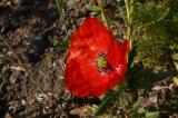 P1340276KlatschMohn.jpg