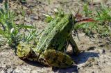 P1360924Seefrosch-frisst-Frosch-PS.jpg