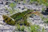 P1360941Seefrosch-frisst-Frosch-PS.jpg