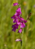 P1370173-Sumpf-Gladiole.jpg