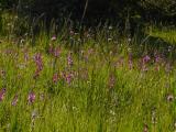 P1370178-Sumpf-Gladiole.jpg