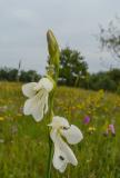 P1370493-Sumpf-Gladiole.jpg