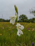 P1370496-Sumpf-Gladiole.jpg