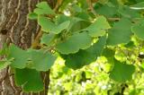 P1370669Ginkgoblaette.jpg