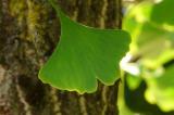 P1370671Ginkgoblatt.jpg