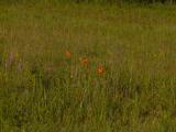 P1380131-Feuer-Lilie.jpg