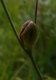 P1410199-Sumpf-Gladiole.jpg