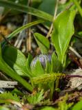 P1440179-Gew-Kugelblume.jpg