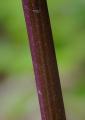 P1440517PurpurKnabenkraut2.jpg