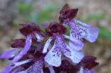 P1440597PurpurKnabenkraut2.jpg