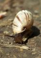 P1440824-Weisse-Vielfrassschnecke-PS.jpg