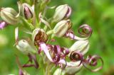 P1450159BocksRiemenzunge1.jpg
