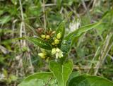 P1450248-Weisse-Schwalbenwurz.jpg