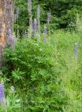 P1480059-Vielblaettrige-Lupine.jpg