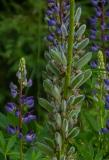 P1480063-Vielblaettrige-Lupine.jpg