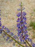 P1480066-Vielblaettrige-Lupine.jpg