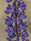 P1480067-Vielblaettrige-Lupine.jpg