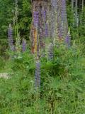 P1480071-Vielblaettrige-Lupine.jpg