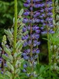 P1480073-Vielblaettrige-Lupine.jpg