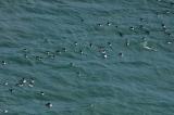 P1480684-Trottellumen-Wasser1-PS.jpg